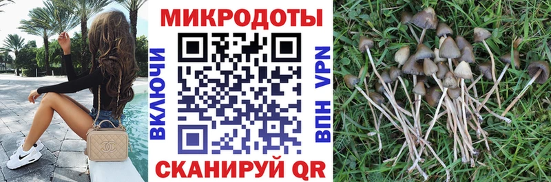 Псилоцибиновые грибы Psilocybine cubensis Новомичуринск